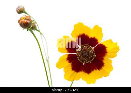 Occhio di bambina (Coreopsis lanceolata), freisteller Foto Stock