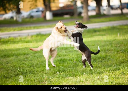 Camminare i cani nel parco Foto Stock