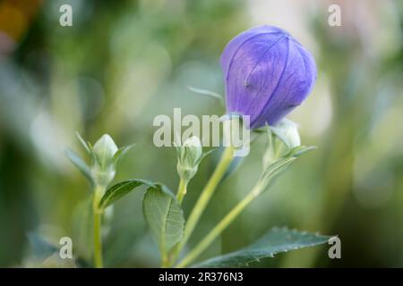 Fiore di baloon chiuso (Platycodon grandiflorus) Foto Stock