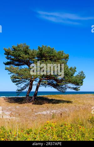 Paesaggio delle dune con Pino comune, Pino scozzese (Pinus sylvestris), Darss, Parco Nazionale Vorpommersche Boddenlandschaft, Meclemburgo-Pomerania occidentale Foto Stock