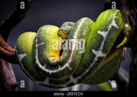 Emerald Tree Boa (Corallus caninus) Foto Stock