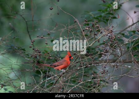 cardinale settentrionale maschile, cardinalis cardinallis, seduto in un mirto creme in primavera. Foto Stock