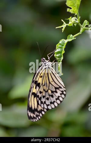 Carta di riso (idea leuconoe) farfalla Foto Stock