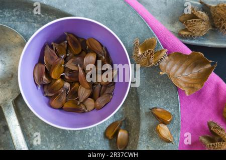 Semi di faggio (Fagus sylvatica) in una piccola ciotola Foto Stock