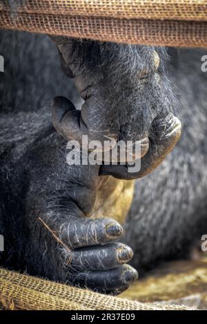 Pianura occidentale (Gorilla Gorilla gorilla gorilla) Foto Stock