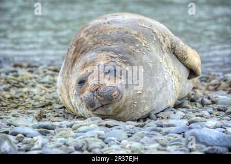 Foca di elefante meridionale che riposa su una spiaggia di ciottoli in Antartide Foto Stock