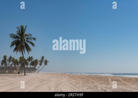Palme sulla spiaggia di Salalah, Oman Foto Stock