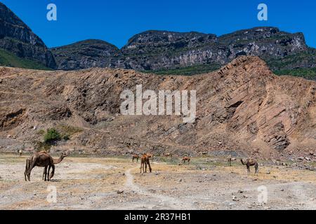 Cammelli prima delle scogliere di roccia verde, Salalah, Oman Foto Stock