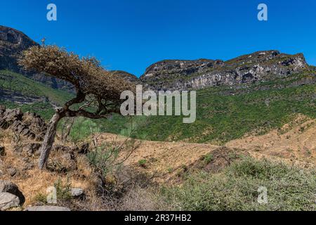 Rocce verdi, Salalah, Oman Foto Stock