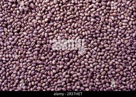 Bacche di fagioli del caffè sul deposito di essiccazione a Kodagu Coorg, Karnataka, India del sud, India, Asia Foto Stock