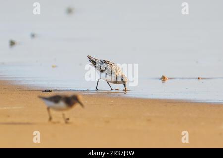 Il plover innevato (Charadrius nivosus), un piccolo arpione, sulla spiaggia, California Foto Stock