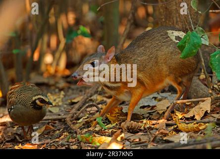 Adulto maschio Chevrotains minore (Tragulus kanchil) che alimenta sulla frutta caduta con Grouse Rosso (Arborophila brunneopectus) che foraging per gli scarti dell'alimento, Kaeng Foto Stock