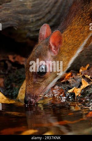 Kanchil minore, kanchil piccolo, kanchil piccolo, Tughirsch, Tughirsch, Ungulati, chevrotani (Tragulus kanchil), mammiferi, animali, cervi minori Foto Stock