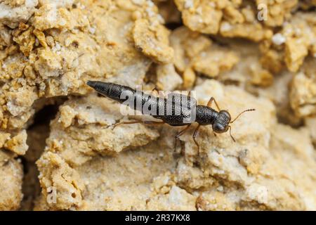 Scarabeo (Stenus sp.) Foto Stock