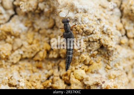 Scarabeo (Stenus sp.) Foto Stock