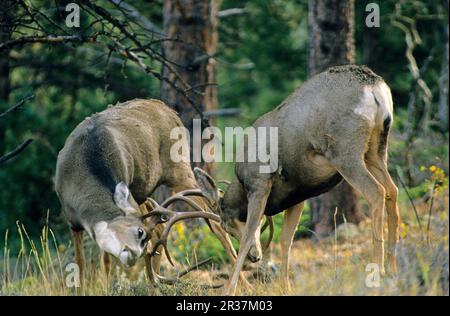 Mule Deer (Odocoileus hemionus) maschi adulti, combattimenti, Alaska (U.) S. A Foto Stock