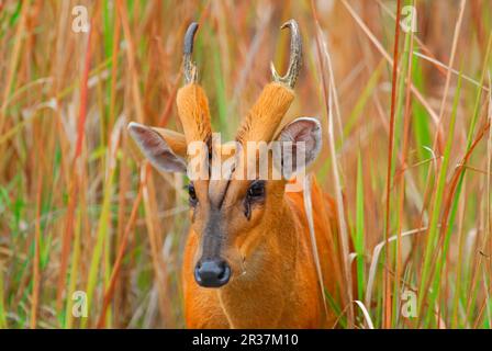 Indiano muntjac (Muntiacus muntjak) maschio adulto, primo piano della testa, in prateria, Khao Yai N. P. Thailandia Foto Stock