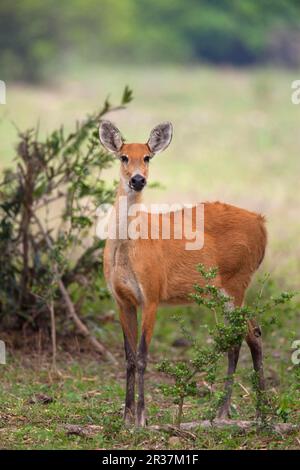 Cervi di palude (Blastocerus dichotomus), cervi di palude, cervi, ungulati, ungulati, ungulati, Mammiferi, animali, cervi di palude femmina adulta, in piedi dentro Foto Stock