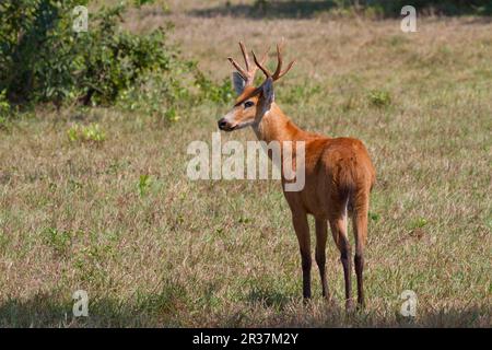 Cervi di palude (Blastocerus dichotomus), cervi di palude, cervi, ungulati, ungulati, ungulati, Mammiferi, animali, cervi di palude maschio adulto, in piedi nella savana Foto Stock