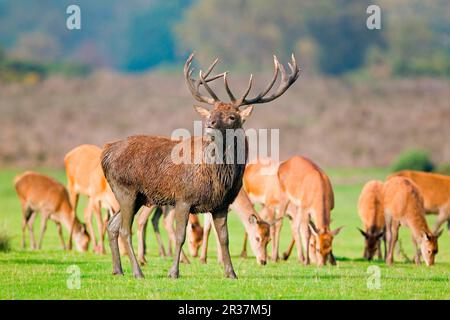 Cervo rosso (Cervus elaphus), fangoso da wallowing, con harem di stracci durante il solco, Minspere RSPB Reserve, Suffolk, Inghilterra, Regno Unito Foto Stock