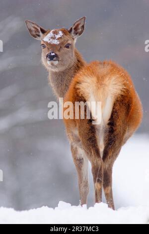 Cervi rossi (Cervus elaphus), cervi rossi, cervi, ungulati, mammiferi, Animali, crosta di cervo rosso, in piedi nella neve pesante, Yorkshire, Inghilterra, Regno Unito Foto Stock