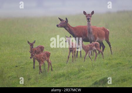Cervo rosso (Cervus elaphus) due tinelle e quattro vitelli, mangiatoia in erba nebbiosa, Suffolk, Inghilterra, Regno Unito Foto Stock