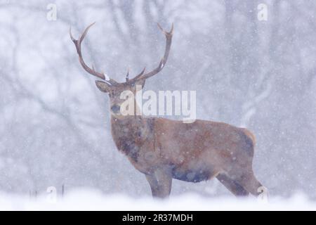 Cervo rosso (Cervus elaphus) Stag in piedi nella neve durante le nevicate, Yorkshire, Inghilterra, Regno Unito Foto Stock