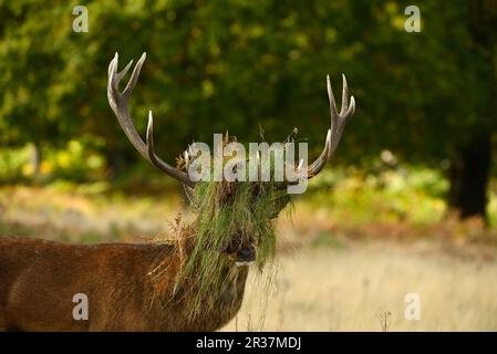 Cervo rosso (Cervus elaphus), con testa coperta di erba e salmastra, dopo aver sbattito durante la solca, Richmond Park, Londra, Inghilterra, Regno Unito Foto Stock