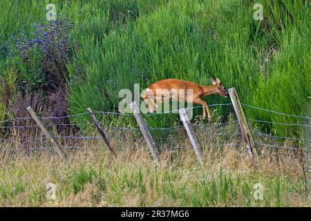 Caprioli, caprioli europei (Capreolus capreolus), cervi, ungulati, ungulati pari-toed, mammiferi, Animali, Capriolo, saltando sopra recinzione di filo metallico Foto Stock