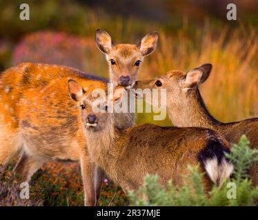 Cervi Sika, cervi sika (Cervus nippon), cervi, ungulati, mammiferi, animali, Sika Deer Hind, immature e vitello, governare, Arne RSPB Reserve, Dorset Foto Stock