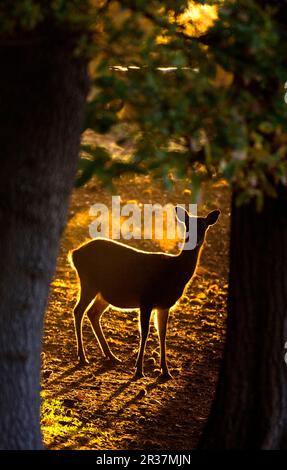 I cervi Sika (Cervus nippon) introdussero specie, cervi posteriori, retroilluminati all'alba nella bonifica dei boschi, Arne RSPB Reserve, Dorset, Inghilterra, autunno Foto Stock