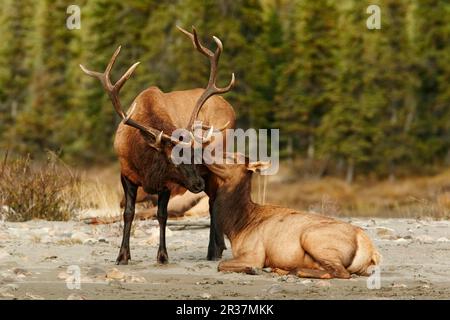 American Elk (Cervus canadensis) coppia di adulti, durante il solco, Jasper N. P. Rocky Mountains, Alberta, Canada Foto Stock