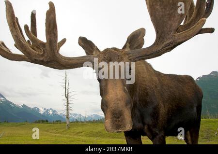 American Moose (Alces alces americana) maschio adulto, primo piano di testa e corna, in velluto, Alaska (U.) S. A. Foto Stock