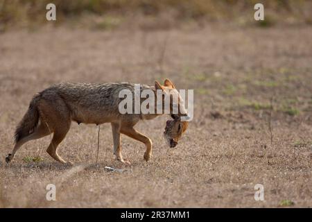 Oro jackal (Canis aureus), adulto, alimentazione, testa portante di cervo macchiato morto (asse), Kanha N. P. Madhya Pradesh, India Foto Stock