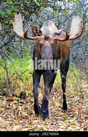 American Moose (Alces alces americana) adulto maschio, camminando nella foresta, Kinkaid Park, Anchorage, Alaska (U.) S. A Foto Stock