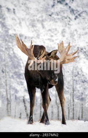 American Moose (Alces alces americana) uomo adulto, in piedi nella neve, Alaska (U.) S. A. inverno Foto Stock