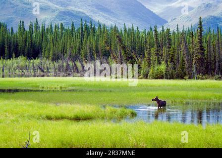 American Moose (Alces alces americana) femmina adulta in habitat, nutrimento in acqua, Chugach Mountains, Alaska (U.) S. A Foto Stock