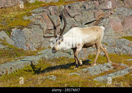 Renne (rangifer tarandus), renne, caribou, caribou, cervi, Ungulati, mammiferi, animali, renne adulto, camminare sulla tundra, Kiberg, Vardo Foto Stock