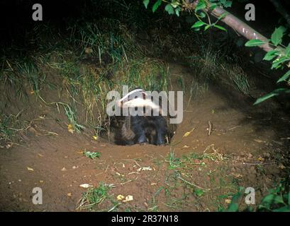 Badger, tassi europei (Meles meles), specie Marten, predatori, mammiferi, animali, Badger è appena emerso da sett Foto Stock