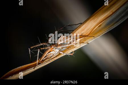 Un Lynx Spider marrone (Lynx Spider a strisce) sulla foglia essiccata con sfondo isolato, foto macro. Foto Stock