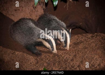 Badger, tassi europei (Meles meles), Martens, predatori, mammiferi, animali, Badger Eurasiano due adulti, foraging all'ingresso per sett di notte Foto Stock