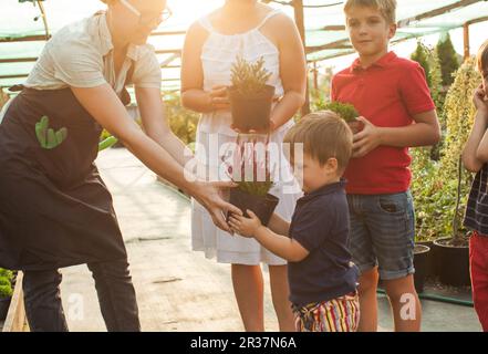 Fioraio dimostrando i fiori in un vaso Foto Stock