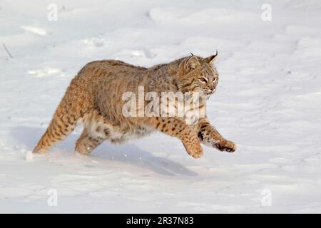 Bobcat (Lynx rufus) adulto, correre nella neve, Montana, U. S. A. gennaio (prigioniero) Foto Stock