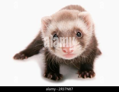 Polecat (putorius) forma furo, furetti (Mustela putorius furo), Martens, predatori, mammiferi, animali, Nazionale Polecat Ferret (Mustela putorius x Foto Stock