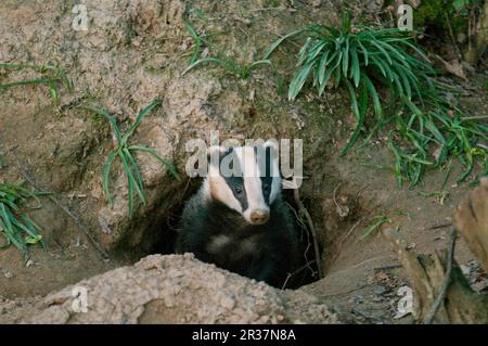 Badger, tassi europei (Meles meles), Martens, predatori, mammiferi, animali, Eurasian Badger adulto, emergendo da ingresso sett in bosco, Kent Foto Stock