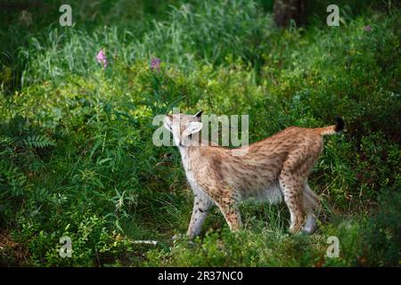 Lynx eurasiatica (Lynx Lynx) adulto, erba sniffing nella foresta, Finlandia Foto Stock