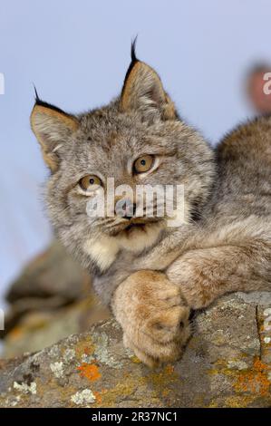 Canada Lynx (Lynx canadensis) adulto, primo piano della testa e delle prole, che riposano sulle rocce (U.) S. A Foto Stock