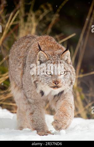 Canadian Lynx (Lynx canadensis) adulto, camminando nella neve, Montana, U. S. A. gennaio (Captive) Foto Stock