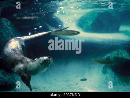 Lontra europea (Lutra lutra), lontra europea, martora, predatori, mammiferi, Animali, lontra europea adulto, nuoto sott'acqua, caccia di pesci Foto Stock