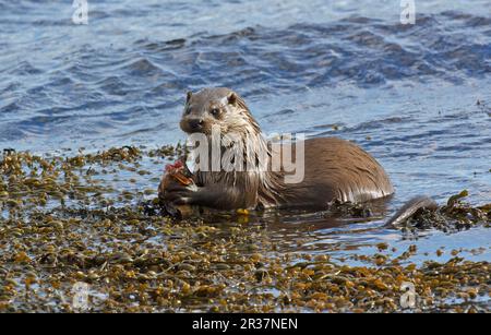 Lontra europea (Lutra lutra), lontra europea, martora, predatori, mammiferi, Animali, lontra europea adulto, nutrimento su wrasse, in acque costiere, Islay Foto Stock